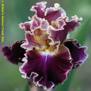 IRIS MONTMARTRE 1G