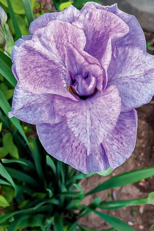 IRIS PINK PARFAIT 1G