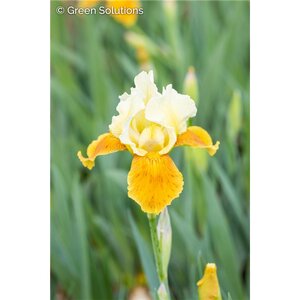 IRIS PUMPKIN CHEESECAKE 1G