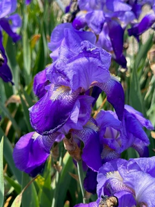 IRIS ROSALIE FIGGE 1G