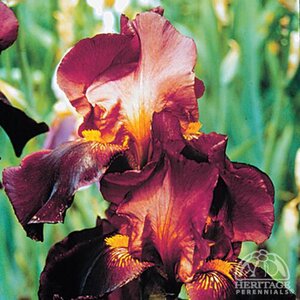 IRIS RUBY MINE 1G