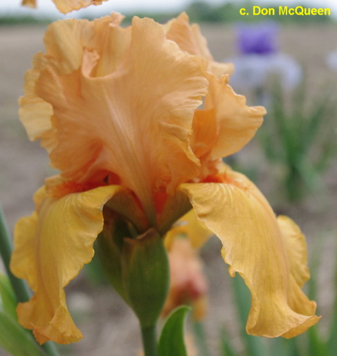 IRIS SAVANNAH SUNSET 1G