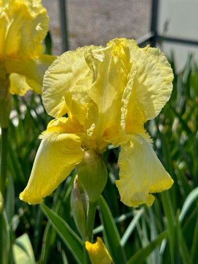 IRIS SUMMER OLYMPICS 1G (YELLOW)
