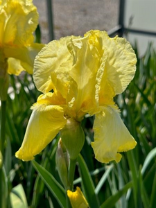 IRIS SUMMER OLYMPICS 1G (YELLOW)