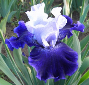 IRIS WORLD PREMIER 1G