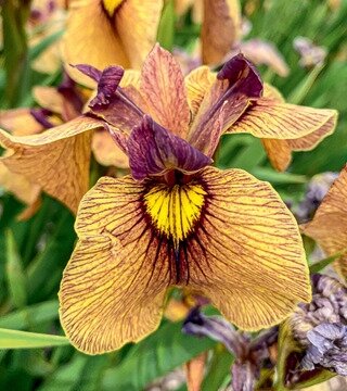 IRIS YARAI / NIGHT THUNDER 1G