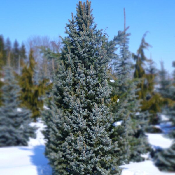 ISELI PYRAMID BLUE SPRUCE 150CM