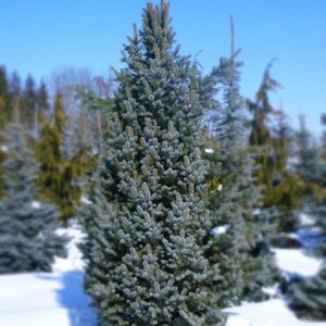 ISELI PYRAMID BLUE SPRUCE 150CM