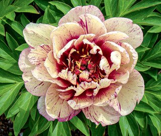 ITOH PEONY ALL THAT JAZZ 2G