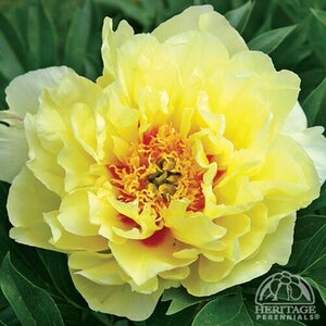 ITOH PEONY BARTZELLA 2G