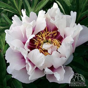 ITOH PEONY CORA LOUISE 2G