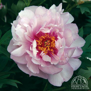 ITOH PEONY FIRST ARRIVAL 2G