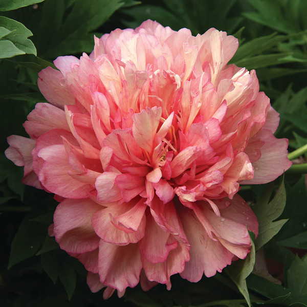 ITOH PEONY HILLARY 1G