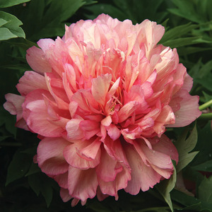 ITOH PEONY HILLARY 1G