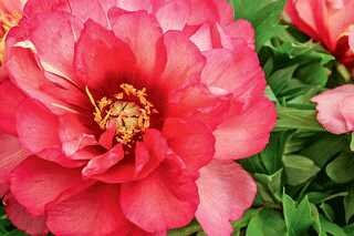 ITOH PEONY JULIA ROSE 2G