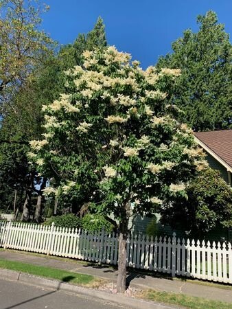 IVORY SILK LILAC 175CM.