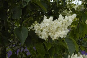 IVORY SILK LILAC 60MM 
