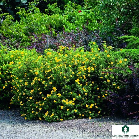 JACKMAN'S POTENTILLA 2G