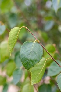 JACQUEMONTI BIRCH 200 CM  - image 5