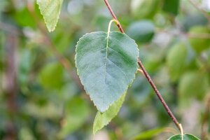 JACQUEMONTI BIRCH 200 CM  - image 1