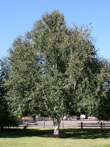 JACQUEMONTI BIRCH 200 CM