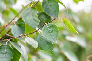 JACQUEMONTI BIRCH 300CM  - image 2