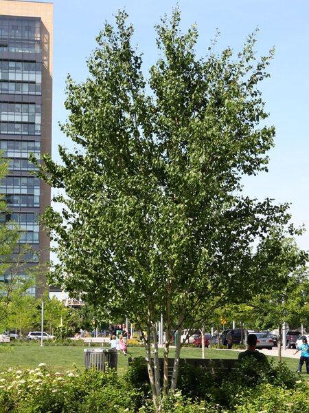 JACQUEMONTI BIRCH CLUMP 300 CM