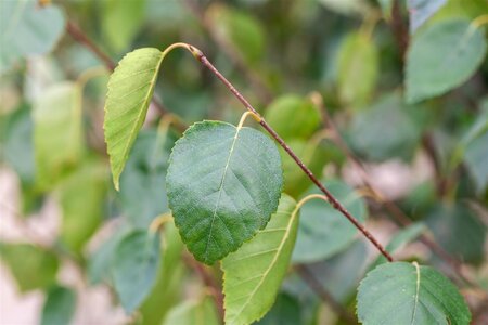JACQUEMONTII BIRCH CLUMP 200C  - image 4