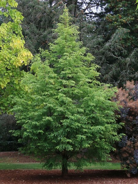 JADE PRINCE DAWN REDWOOD 150CM