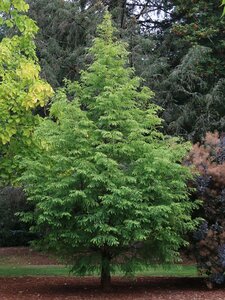 JADE  PRINCE DAWN REDWOOD 275CM