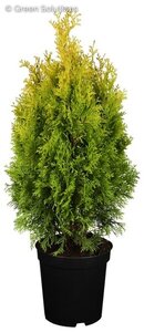 JANTAR GOLD CEDAR 125CM