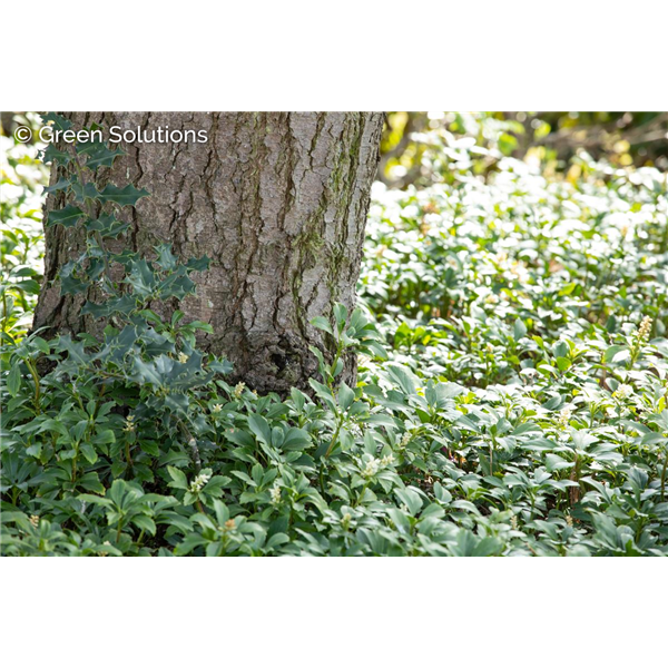 JAPANEASE SPURGE 3IN