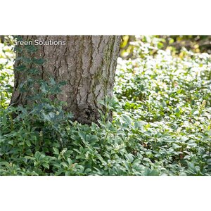 JAPANEASE SPURGE 3IN