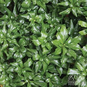 JAPANEASE SPURGE GREEN SHEEN 3IN (PACHYSANDRA)