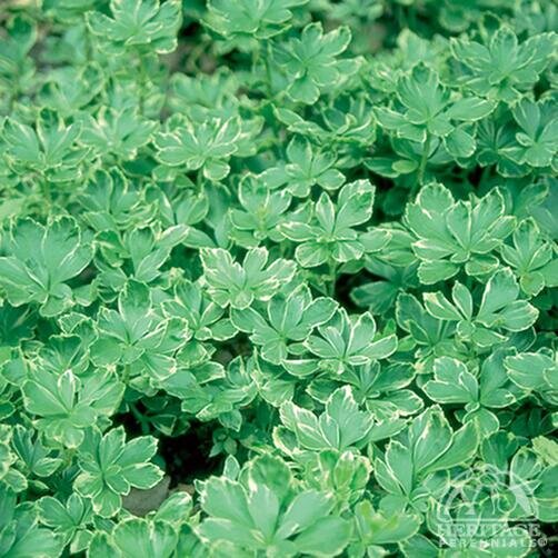 JAPANEASE SPURGE SILVER EDGE 3.5INCH
