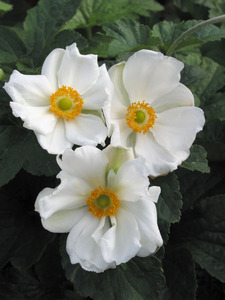 JAPANESE ANEMONE HONORINE JOBERT 1G
