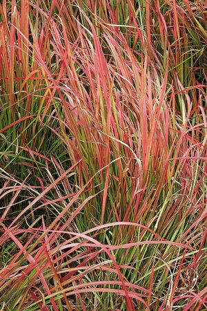 JAPANESE BLOOD GRASS 1G - image 3