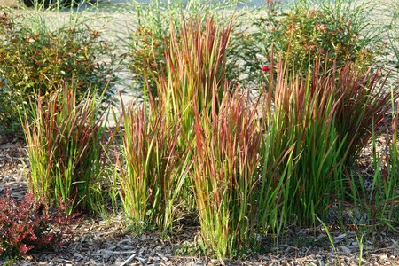 JAPANESE BLOOD GRASS 1G - image 2