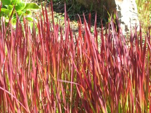 JAPANESE BLOOD GRASS 1G - image 1