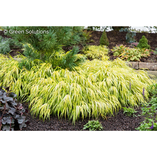 JAPANESE FOREST GRASS ALL GOLD 4INCH