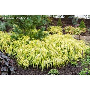 JAPANESE FOREST GRASS ALL GOLD 4INCH