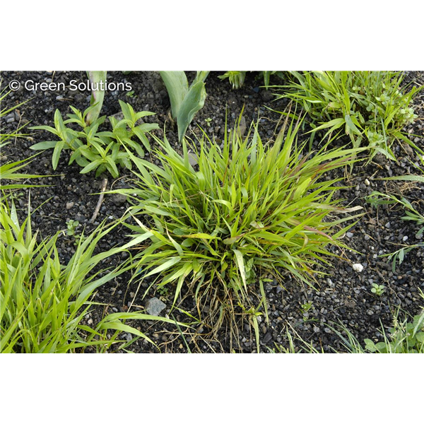 JAPANESE FOREST GRASS (HAKONECHLOA MACRA) 1G