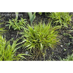 JAPANESE FOREST GRASS (HAKONECHLOA MACRA) 1G