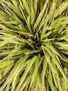 JAPANESE FOREST GRASS LEMON ZEST 1G