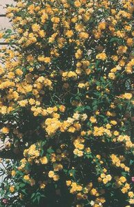 JAPANESE KERRIA 30CM