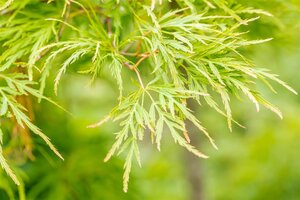 JAPANESE MAPLE LACELEAF GREEN VIRIDIS 100CM (3MONTH WARRANTY)  - image 5