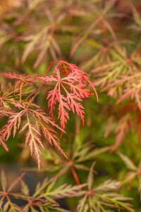 JAPANESE MAPLE ORANGEOLA 90CM(3 MONTH WARRANTY)  - image 3