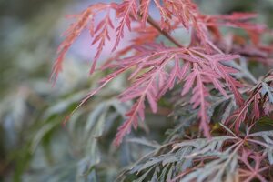 JAPANESE MAPLE ORANGEOLA 90CM(3 MONTH WARRANTY)  - image 1