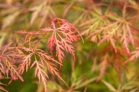 JAPANESE MAPLE ORANGEOLA 90CM(3 MONTH WARRANTY)  - image 2