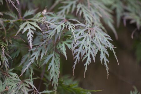 JAPANESE MAPLE ORANGEOLA 90CM(3 MONTH WARRANTY)  - image 4